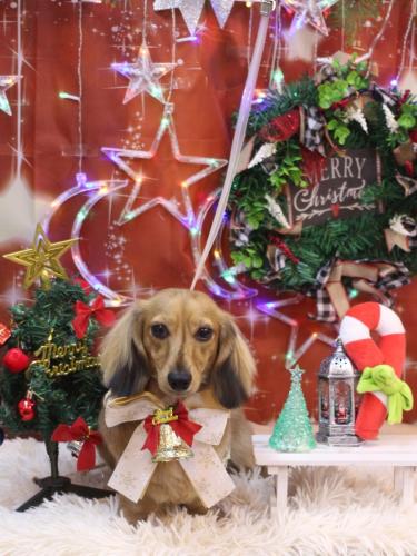 20231222ラテくん